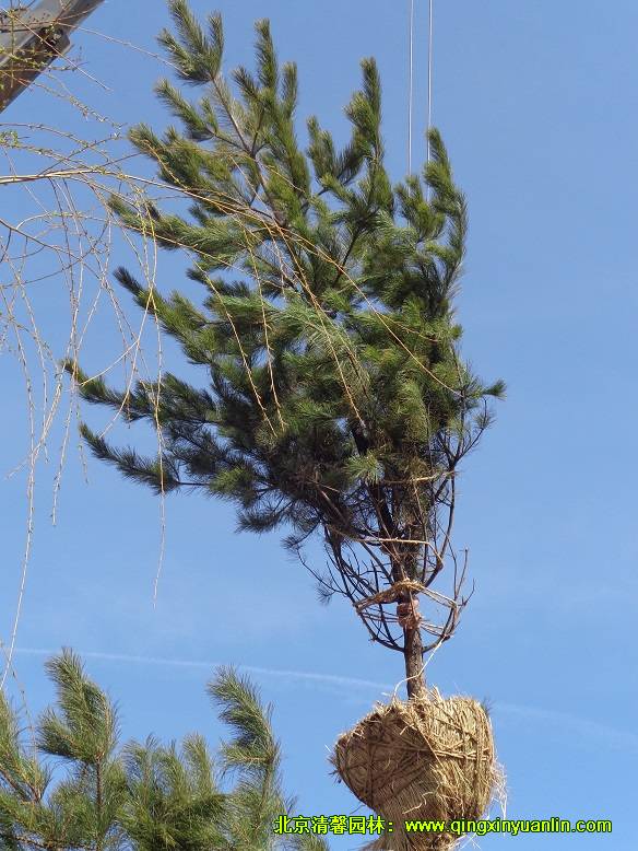 “一键绿化”之树木移植现场实录