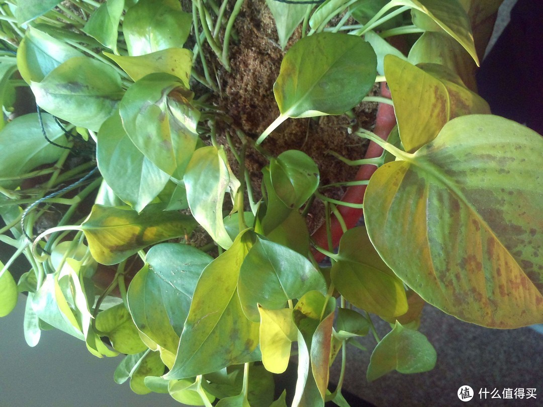 什么植物都养不活?你可能只是放错了地方!