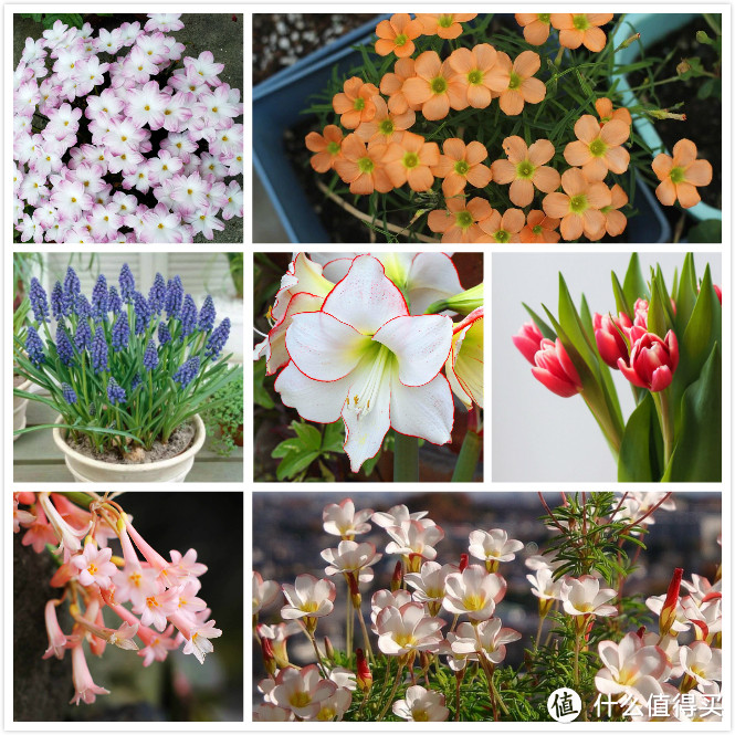 如何花费不到100块收获一片花海?球根植物满足你!