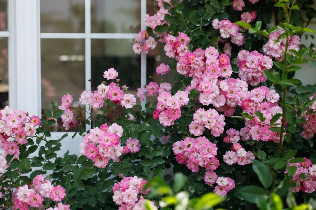 在北方可以养什么花