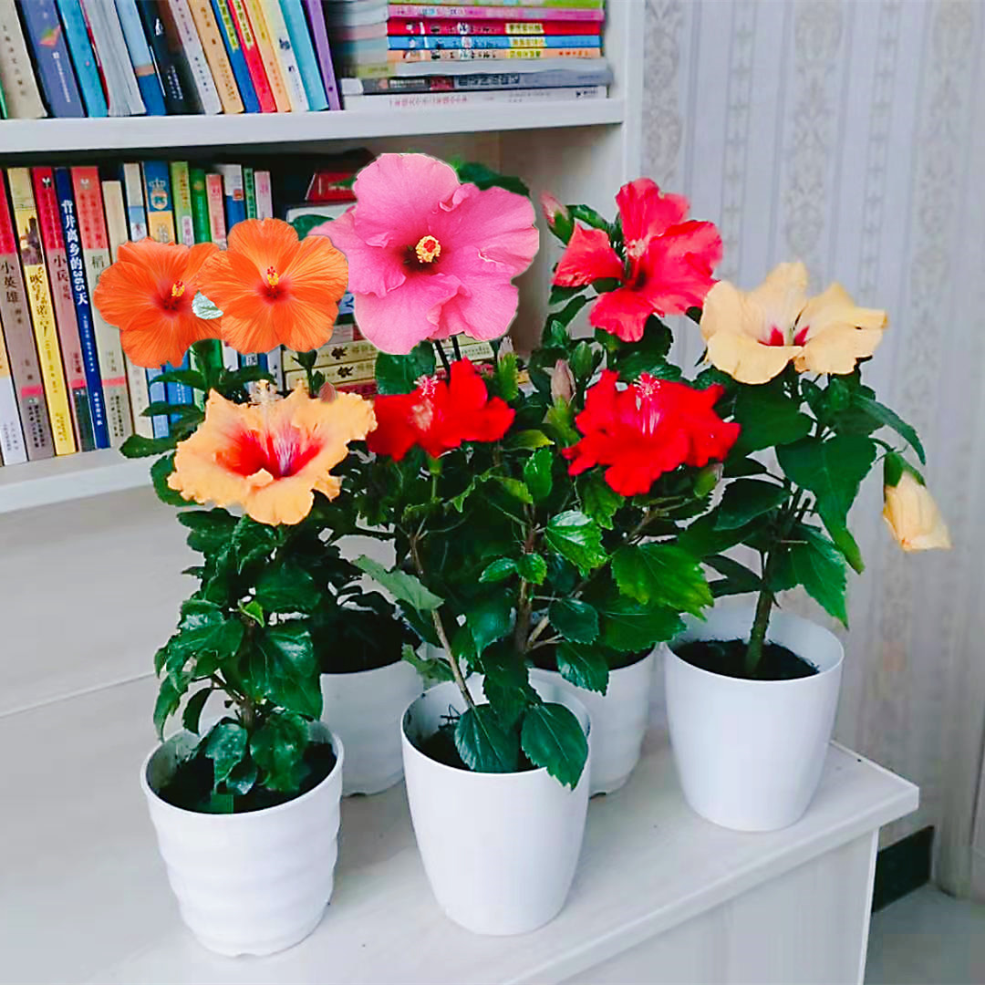 阳台养花系列