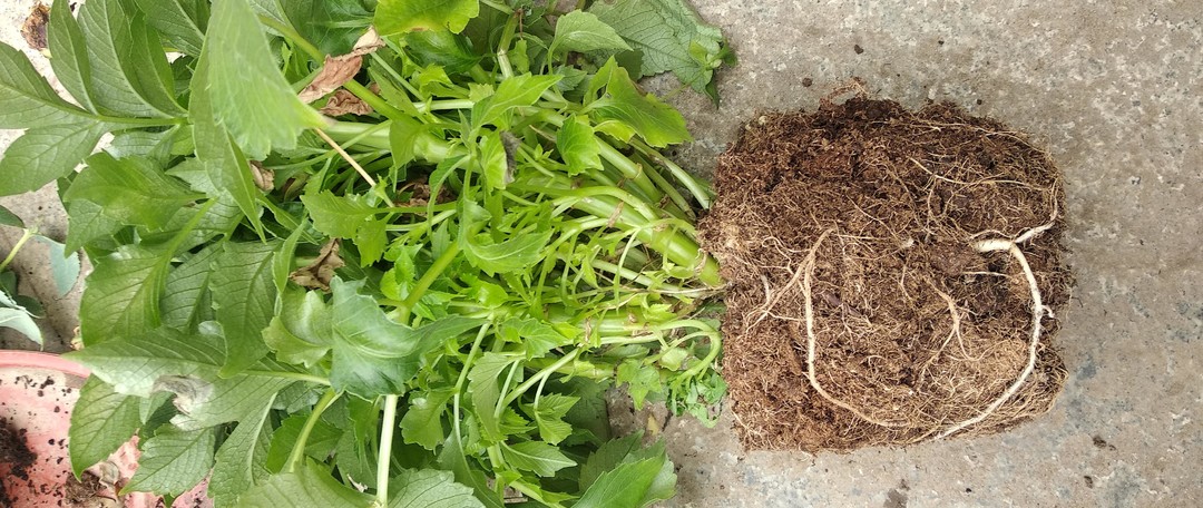 晒一下春日里面院子里面的花花草草