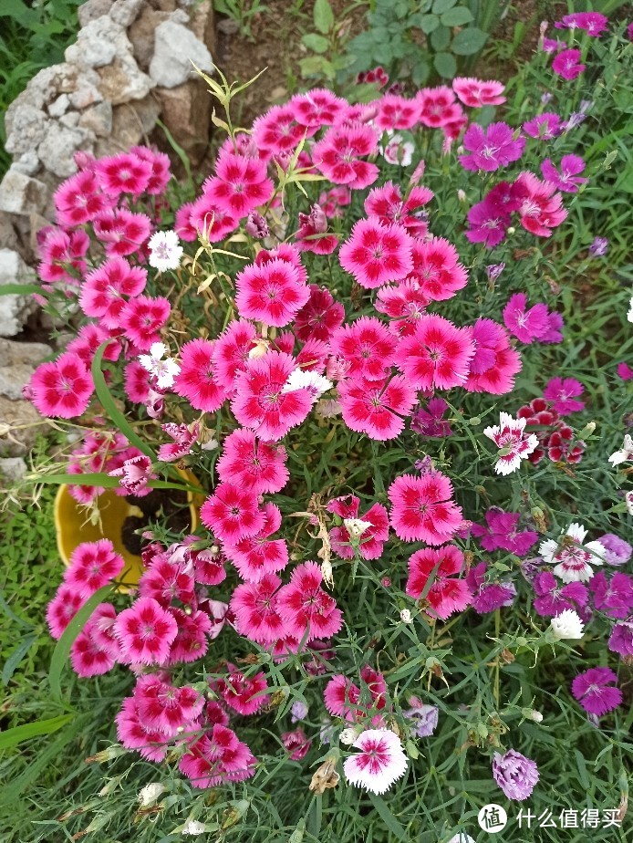 北方懒人花园 (1) 宿根花卉的选择