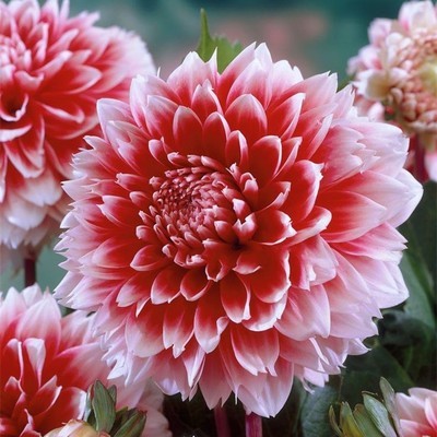 中秋过后,珠三角,好多花儿都可以准备入手了