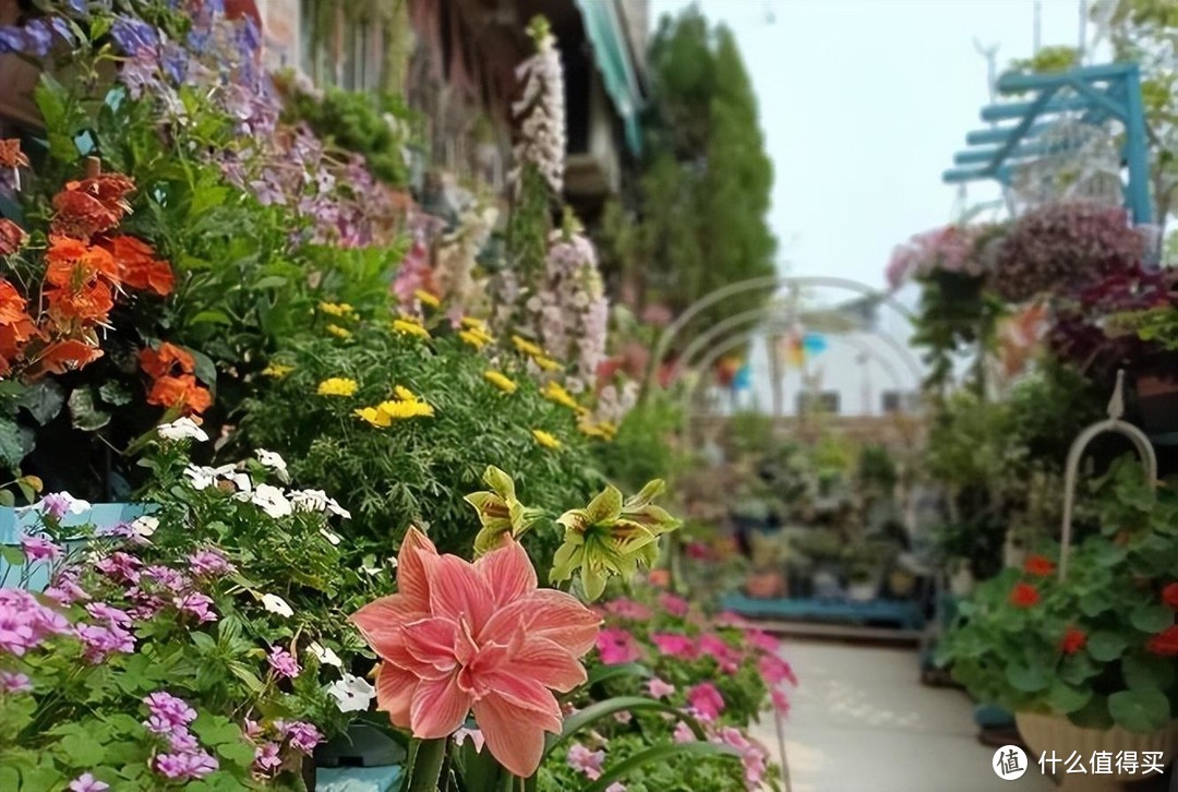 有个院子真好，养这“3种花”，开花不断，过上真正的田园生活！