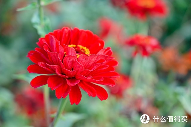 清明节后，尽快“播种”6种花，沾土生根，别错过