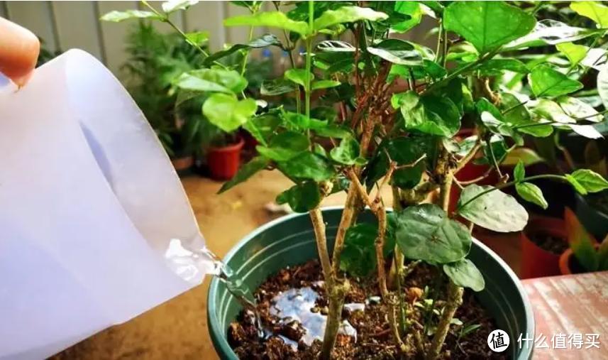 气温超过35℃，7种花要当“水牛”养，喝饱撒欢长，缺水爱黄叶